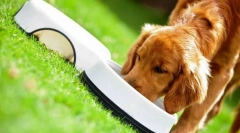 Живлення. Як це впливає на вовчу